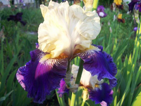 Boysenberry buttercup