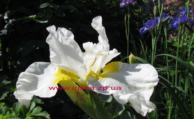  Elegance and Simplicity