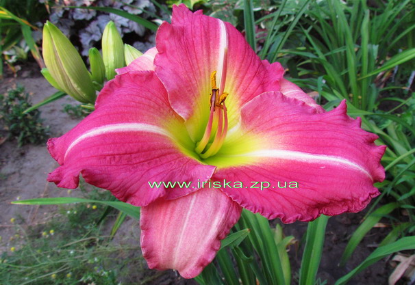 Mary Alexander Memorial