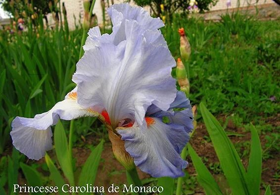 Princesse Carolina de Monaco