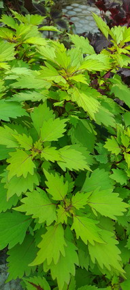  Royale Pineapple Brandy