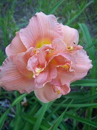 Siloam Double Classic