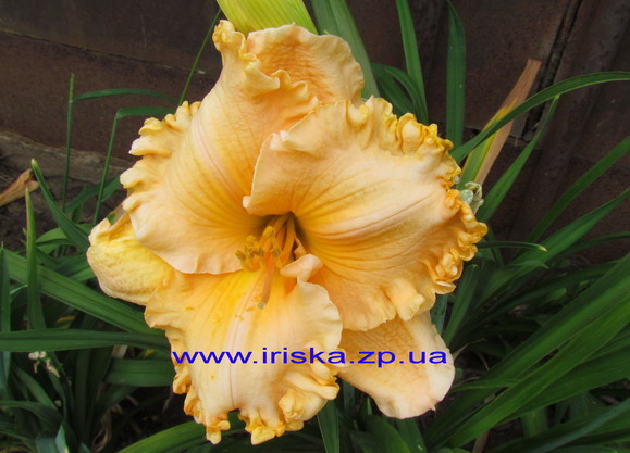 Spacecoast Extreme Fashion