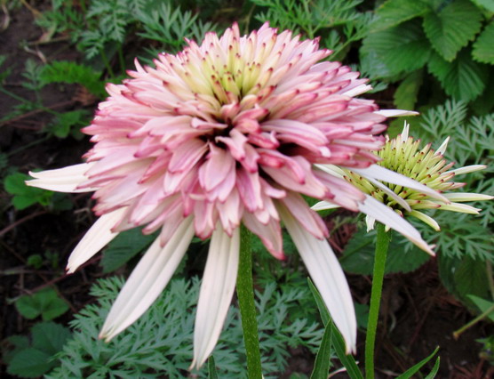 Strawberry Shortcake