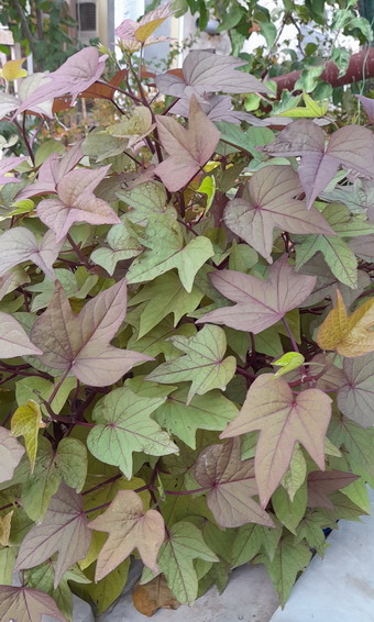   Sweet Caroline Bronze