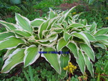Hosta montana Aureomarginata