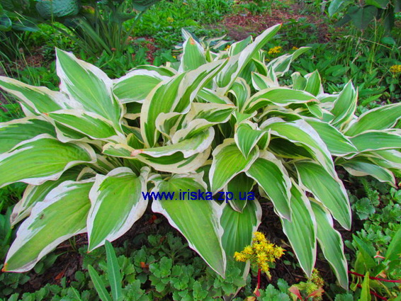 Hosta montana Aureomarginata