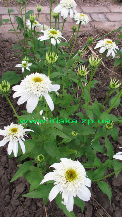 White Double Delight